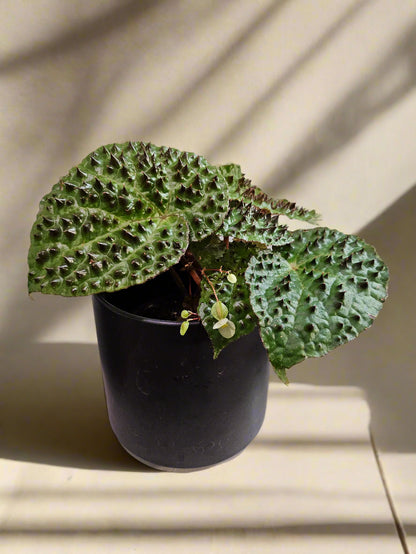 The Begonia ferox is a rare, exotic plant native to Guangxi, China, prized for its asymmetrical, glossy green leaves covered with black bullae tipped with fine hairs. It produces small white flowers and thrives in bright, indirect light with high humidity. Perfect for collectors, it adds a unique, textured charm to any space.