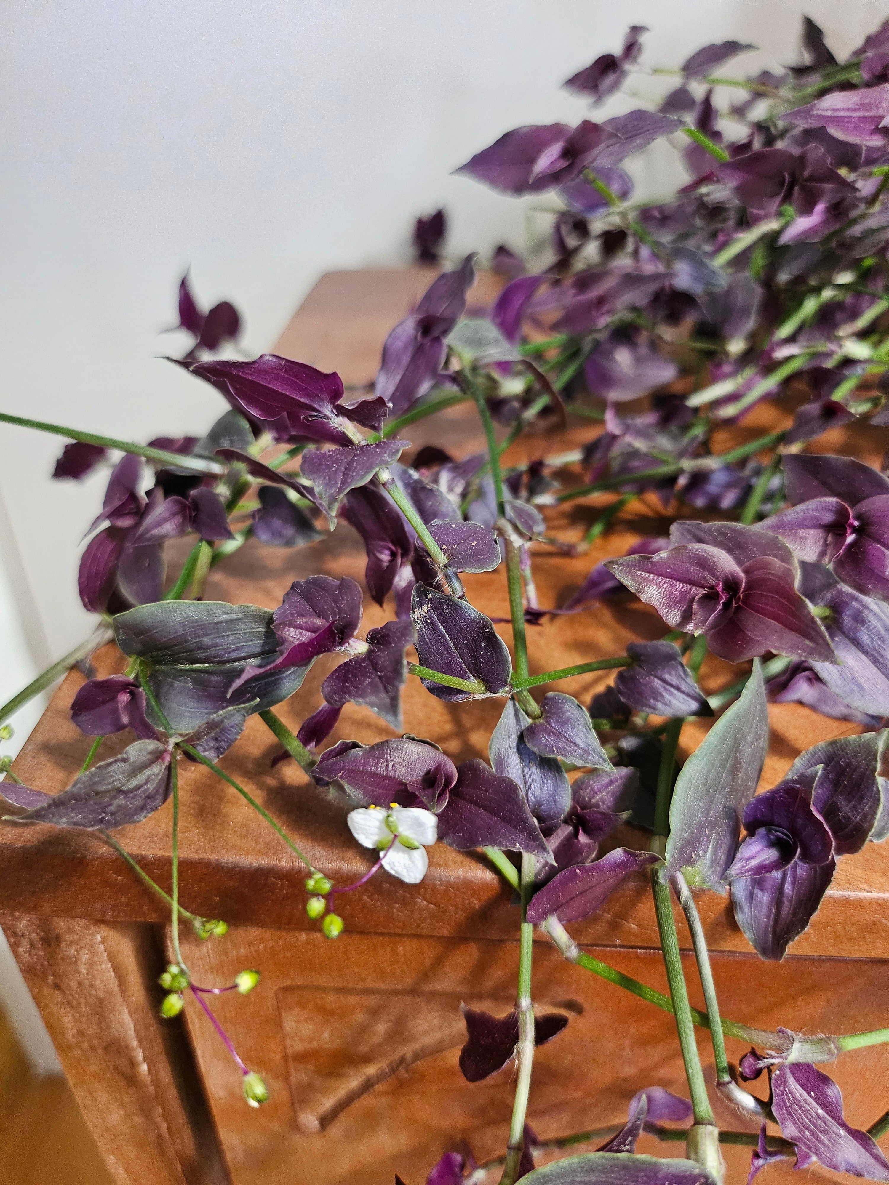 Purple Tahitian Bridal Veil trails with purple-green vines and tiny white blooms—easy-care, pet-safe, and perfect for soft, romantic indoor displays.