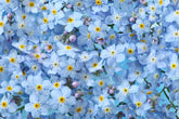 Forget-me-not flowers
