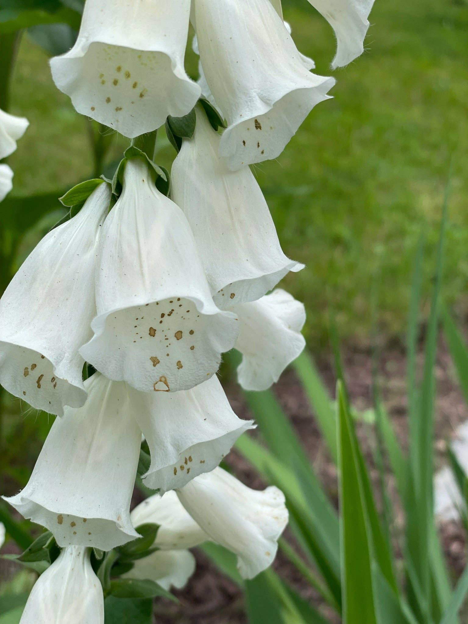Classic foxglove (Digitalis) biennial seeds for cottage gardens. Tall pollinator-friendly blooms that attract hummingbirds, bees, and butterflies.