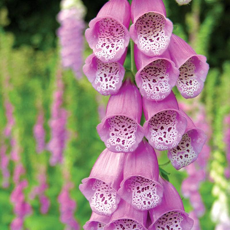 Classic foxglove (Digitalis) biennial seeds for cottage gardens. Tall pollinator-friendly blooms that attract hummingbirds, bees, and butterflies.