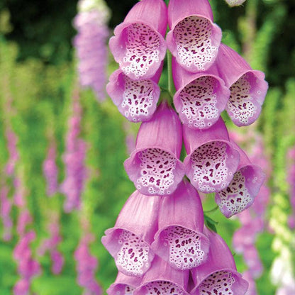 Classic foxglove (Digitalis) biennial seeds for cottage gardens. Tall pollinator-friendly blooms that attract hummingbirds, bees, and butterflies.