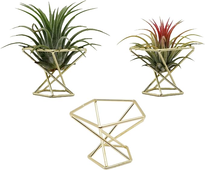 Gold Geometric Air Plant Holder &amp; Display