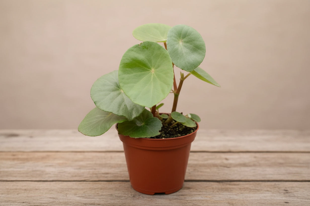 The Golden Begonia (Begonia goldingiana) is a rare tropical gem with deep green leaves and striking golden veins. Native to lush rainforests, it thrives in high humidity, making it perfect for terrariums. 