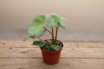 The Golden Begonia (Begonia goldingiana) is a rare tropical gem with deep green leaves and striking golden veins. Native to lush rainforests, it thrives in high humidity, making it perfect for terrariums. 