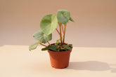 The Golden Begonia (Begonia goldingiana) is a rare tropical gem with deep green leaves and striking golden veins. Native to lush rainforests, it thrives in high humidity, making it perfect for terrariums. 