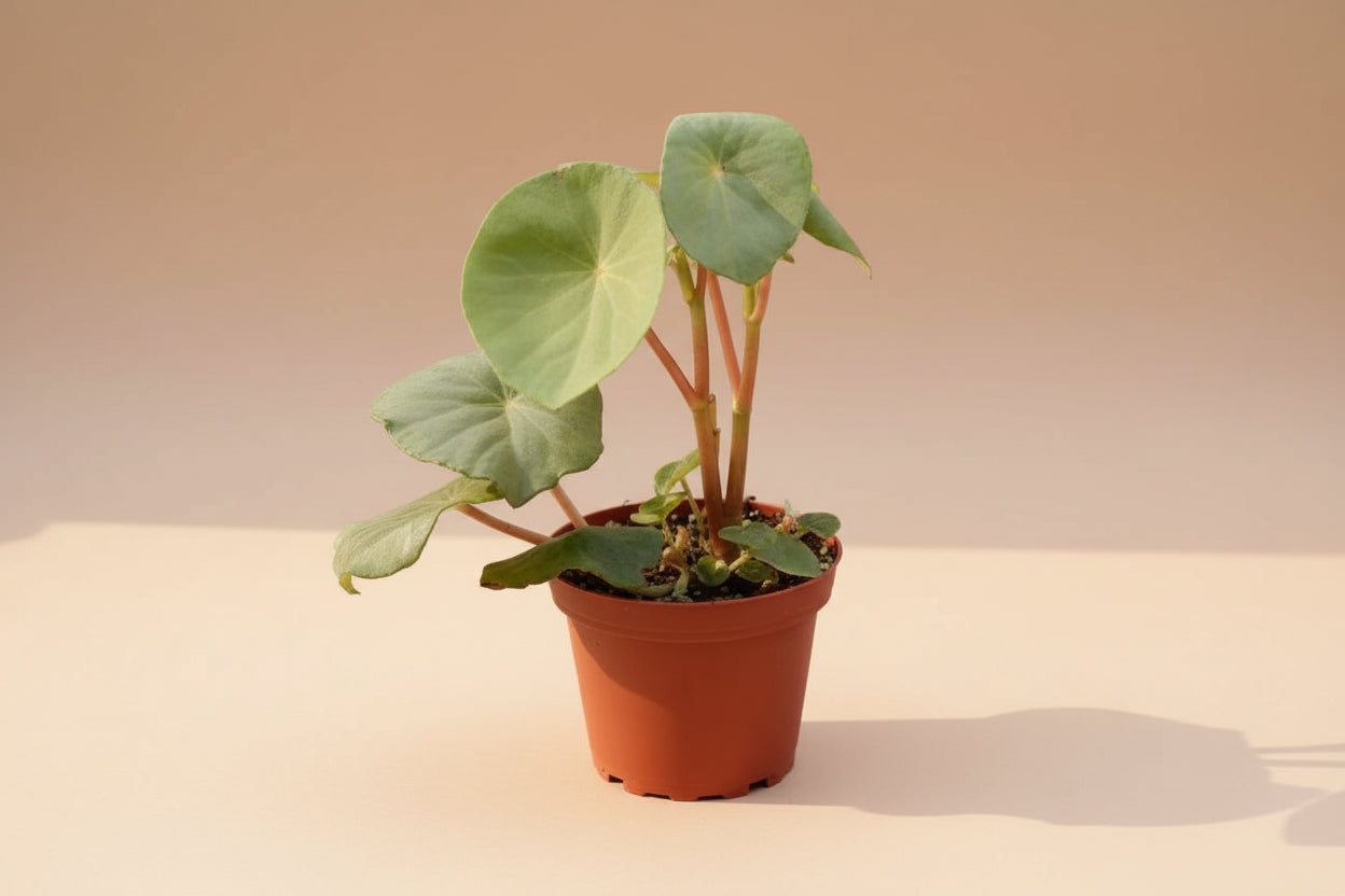 The Golden Begonia (Begonia goldingiana) is a rare tropical gem with deep green leaves and striking golden veins. Native to lush rainforests, it thrives in high humidity, making it perfect for terrariums. 