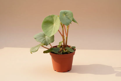 The Golden Begonia (Begonia goldingiana) is a rare tropical gem with deep green leaves and striking golden veins. Native to lush rainforests, it thrives in high humidity, making it perfect for terrariums. 