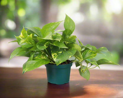 real pothos plant Golden Pothos Plant (Epipremnum aureum) – Jungle Relics