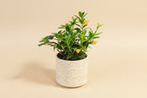 Goldfish Plant (Nematanthus) 4” features glossy trailing leaves and bright orange blooms—an easy-care tropical perfect for hanging planters