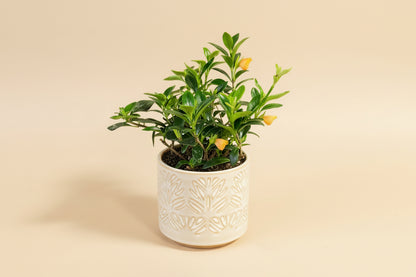 Goldfish Plant (Nematanthus) 4” features glossy trailing leaves and bright orange blooms—an easy-care tropical perfect for hanging planters