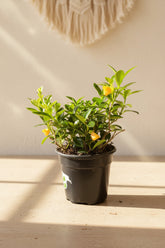 Goldfish Plant (Nematanthus) 4” features glossy trailing leaves and bright orange blooms—an easy-care tropical perfect for hanging planters