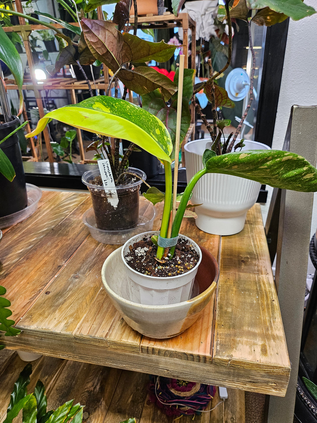 Philodendron Green Congo ‘Nuclear’ stuns with neon-green, glossy leaves and upright growth. A rare, low-maintenance showstopper perfect for bold interiors.
