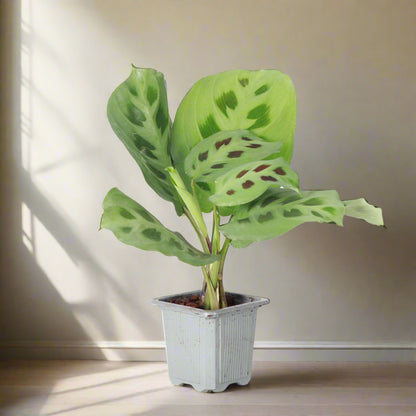 Green Prayer Plant (Maranta leuconeura) with soft patterned leaves that fold at night. Pet safe, non-toxic, and perfect as a trailing or hanging houseplant.
