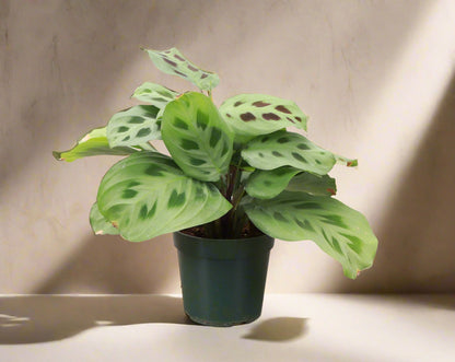 Green Prayer Plant (Maranta leuconeura) with soft patterned leaves that fold at night. Pet safe, non-toxic, and perfect as a trailing or hanging houseplant.