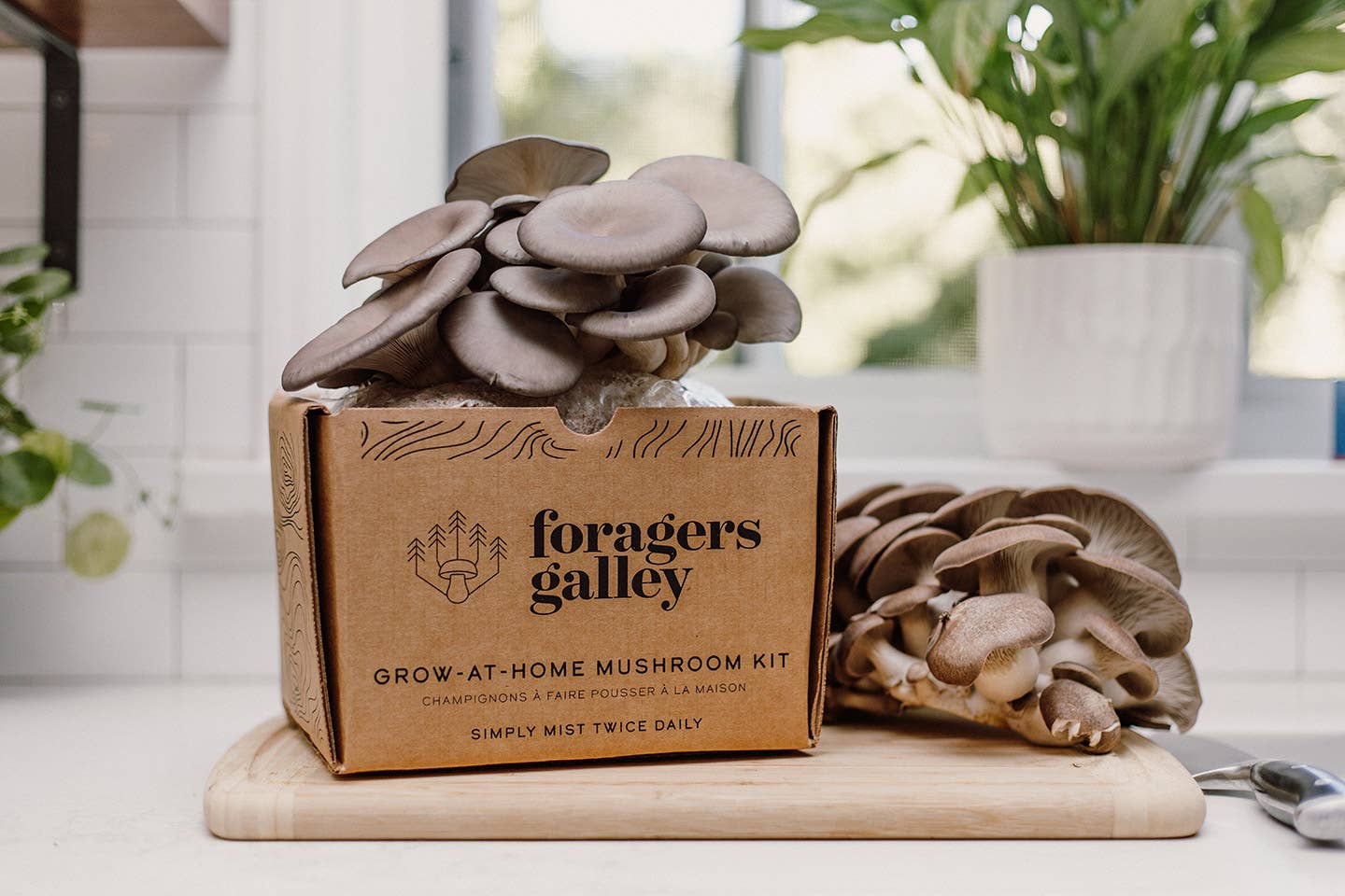 Grow Blue Oyster mushrooms at home with this easy, high-yield kit. Includes a 6 lb block for abundant harvests, rich umami flavor, and multiple flushes.