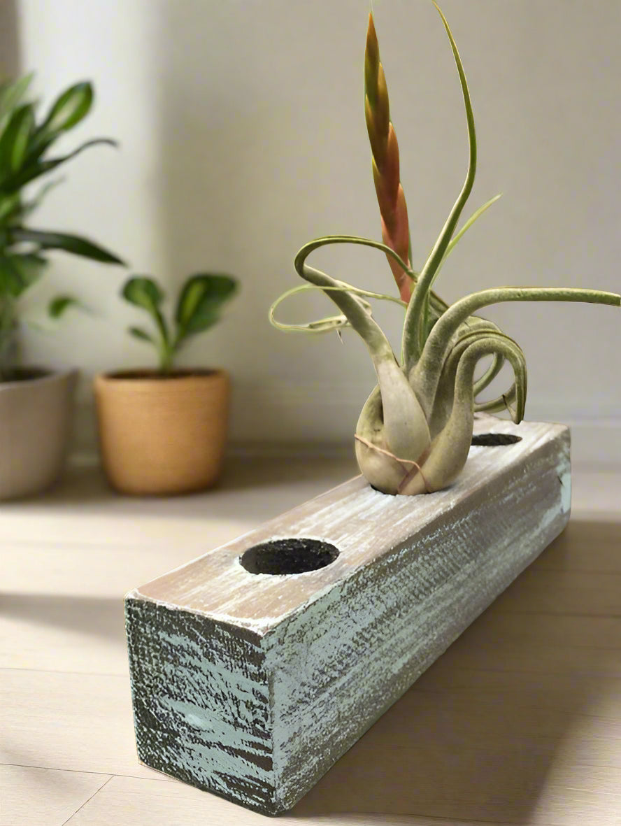 Handcrafted cedar wood planter with a rustic, weathered finish. Lightweight 3-hole design for air plants or succulents. Indoor décor only. Plants not included.