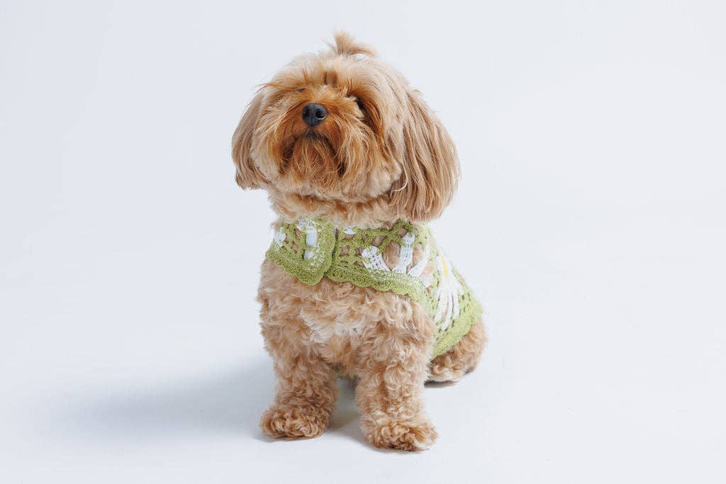 Crochet Dog Pullover Shirt with cheerful daisy pattern. Made from breathable cotton, this lightweight dog sweater keeps pups stylish &amp; comfortable.