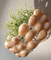 Handmade shell basket adds coastal charm to any space. Perfect for displaying medium to large Tillandsia. Plants not included. Indoor use recommended.