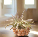 Handmade shell basket adds coastal charm to any space. Perfect for displaying medium to large Tillandsia. Plants not included. Indoor use recommended.
