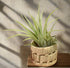 Handwoven pandan pot adds tropical texture to your space. Perfect for small air plants. Natural, lightweight, and ideal for indoor display. Plant not included.