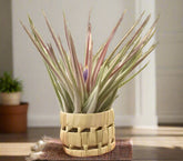 Handwoven pandan pot adds tropical texture to your space. Perfect for small air plants. Natural, lightweight, and ideal for indoor display. Plant not included.