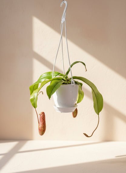 The Nepenthes &