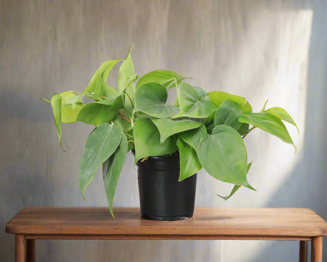 The Heartleaf Philodendron is a versatile, trailing houseplant with lush, heart-shaped leaves. Thriving in various light conditions, it&