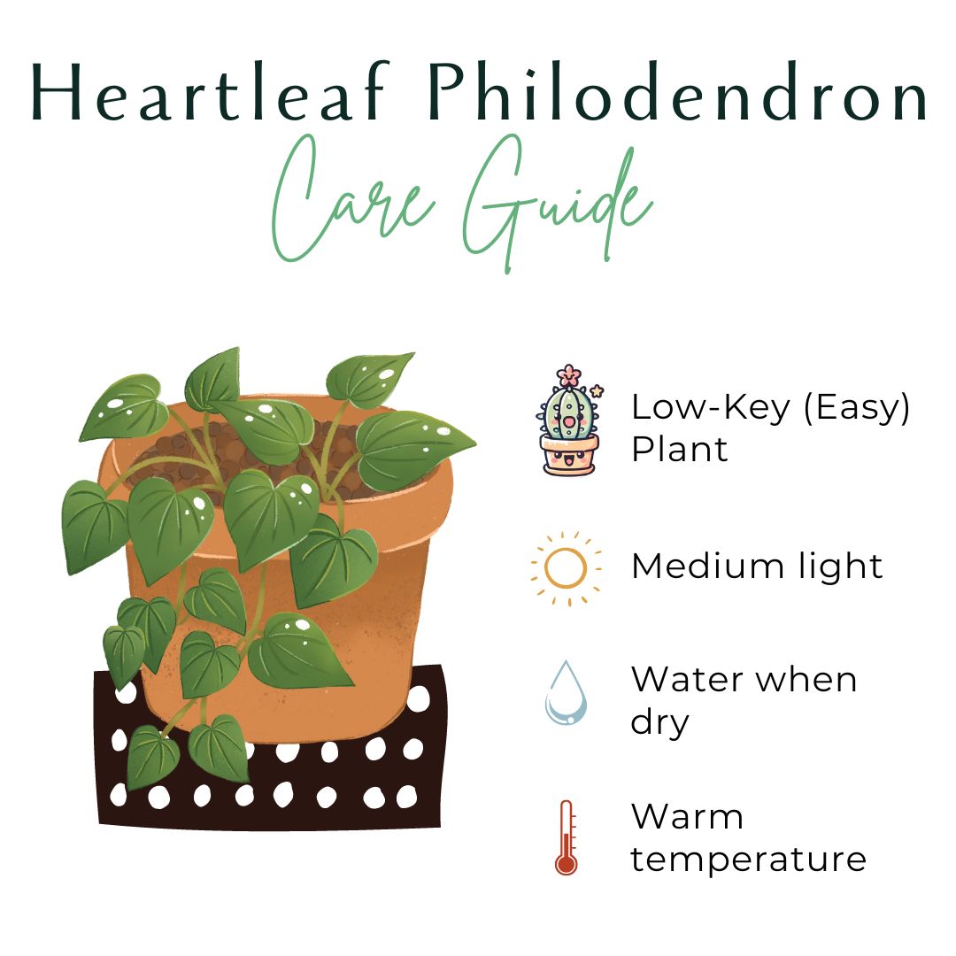 Heartleaf Philodendron 3&quot; Plant (Philodendron hederaceum)