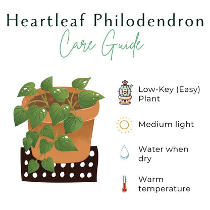 Heartleaf Philodendron 3&quot; Plant (Philodendron hederaceum)