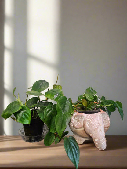 The Heartleaf Philodendron is a versatile, trailing houseplant with lush, heart-shaped leaves. Thriving in various light conditions, it&