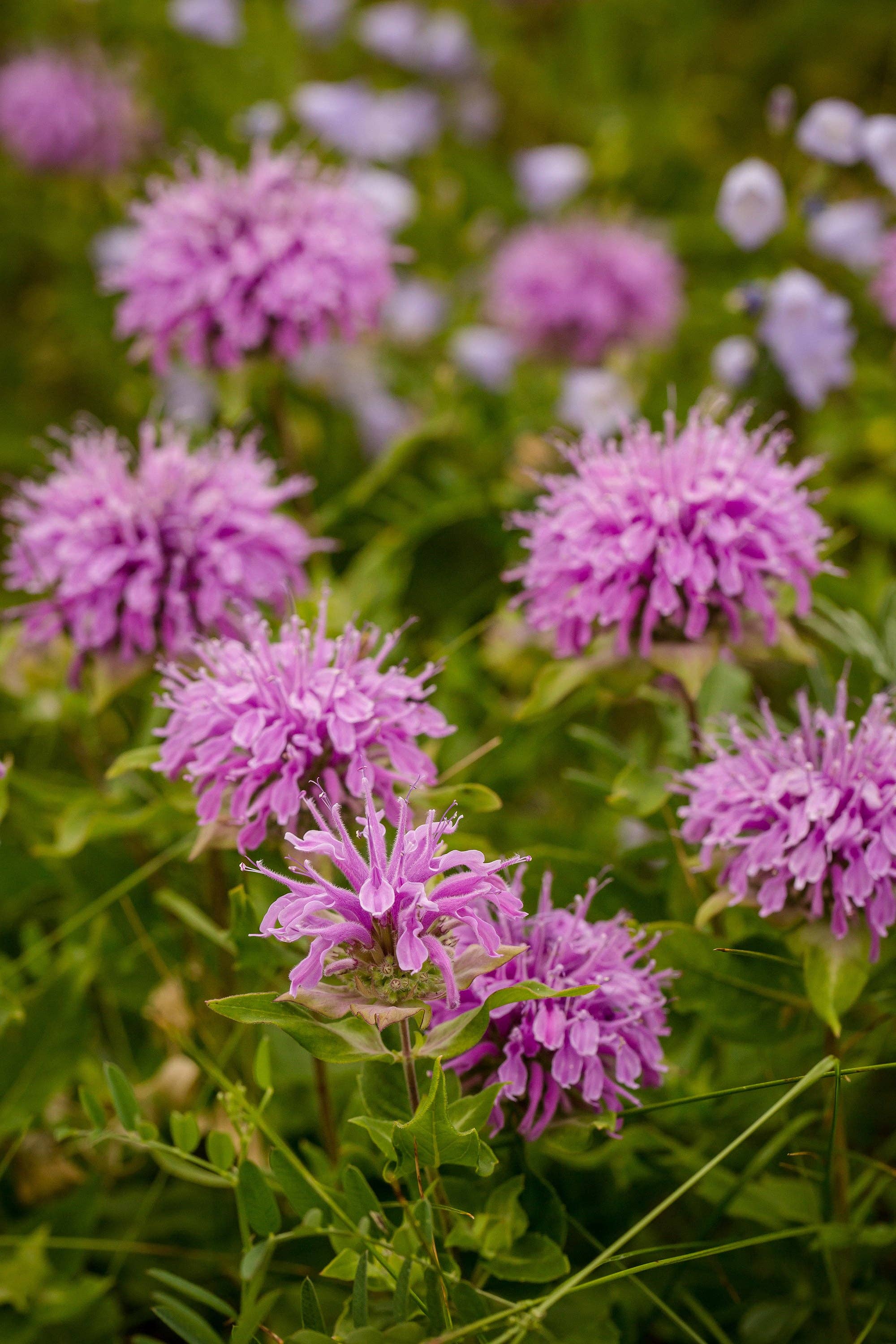 Heirloom Purple Bee Balm (Monarda) perennial seeds. Pollinator-friendly bergamot perfect for teas, herbal gardens, and cottage-style blooms.