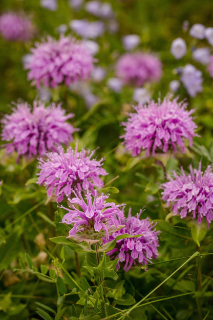 Heirloom Purple Bee Balm (Monarda) perennial seeds. Pollinator-friendly bergamot perfect for teas, herbal gardens, and cottage-style blooms.