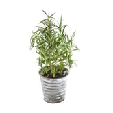 Heirloom rosemary seeds for fragrant perennial herb gardens. Easy-to-grow culinary herb perfect for soups, sauces, and sunny kitchen gardens.