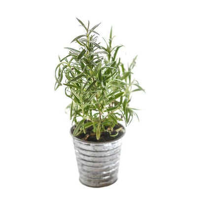Heirloom rosemary seeds for fragrant perennial herb gardens. Easy-to-grow culinary herb perfect for soups, sauces, and sunny kitchen gardens.