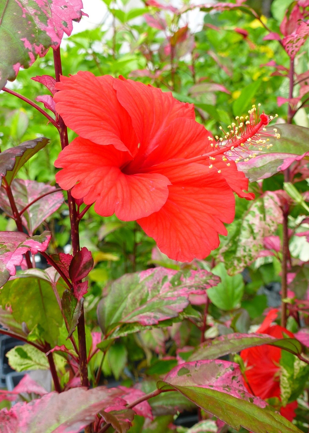 Hibiscus ‘Red Hot’ features bold red tropical blooms and glossy foliage. Sun-loving flowering plant perfect for patios, bright windows, and tropical styling.