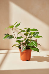 Hibiscus ‘Red Hot’ features bold red tropical blooms and glossy foliage. Sun-loving flowering plant perfect for patios, bright windows, and tropical styling.