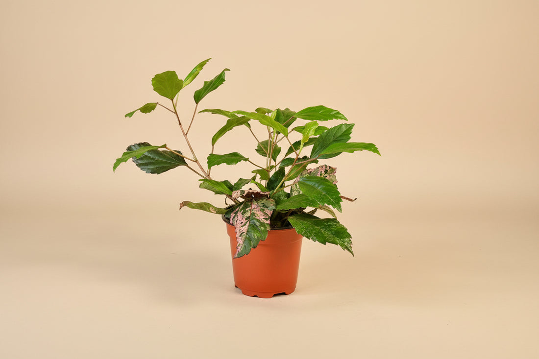 Hibiscus ‘Red Hot’ features bold red tropical blooms and glossy foliage. Sun-loving flowering plant perfect for patios, bright windows, and tropical styling.