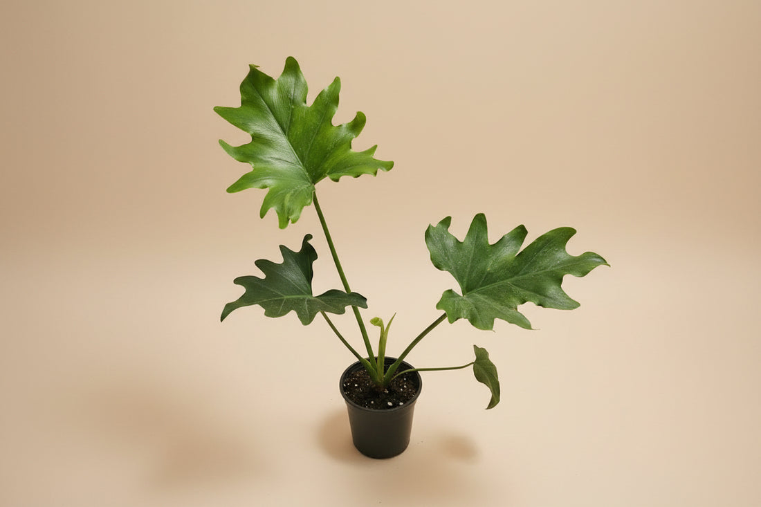 Hope Philodendron features lush, deeply lobed green leaves in a full, self-heading form, making it an easy-care tropical statement plant for indoor spaces.