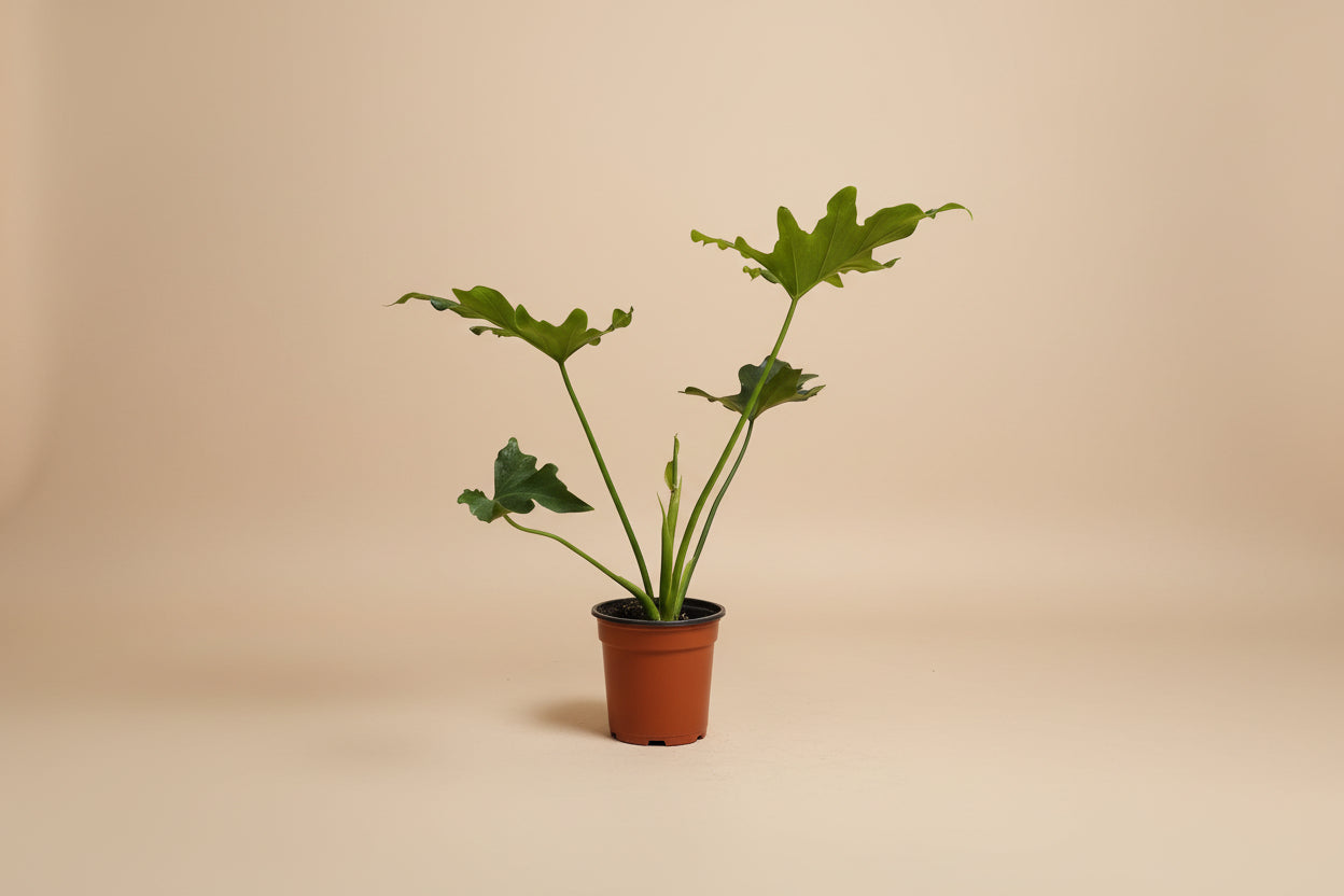 Hope Philodendron features lush, deeply lobed green leaves in a full, self-heading form, making it an easy-care tropical statement plant for indoor spaces.