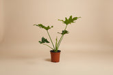 Hope Philodendron features lush, deeply lobed green leaves in a full, self-heading form, making it an easy-care tropical statement plant for indoor spaces.