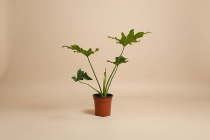 Hope Philodendron features lush, deeply lobed green leaves in a full, self-heading form, making it an easy-care tropical statement plant for indoor spaces.