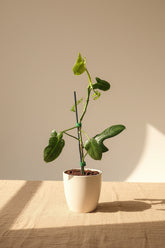 Horsehead Philodendron (Philodendron bipennifolium) features unique horsehead-shaped leaves and climbing growth. A striking tropical aroid for collectors.