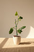 Horsehead Philodendron (Philodendron bipennifolium) features unique horsehead-shaped leaves and climbing growth. A striking tropical aroid for collectors.