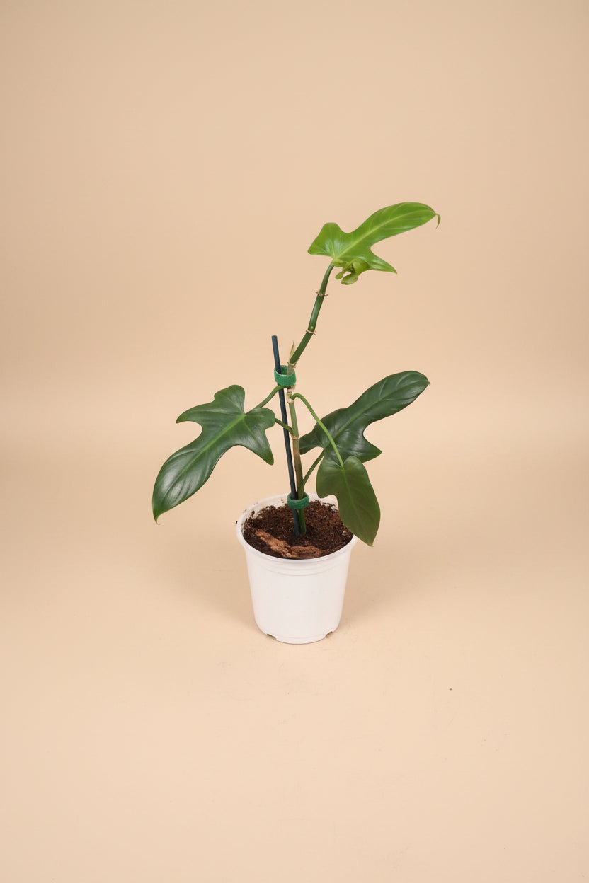 Horsehead Philodendron (Philodendron bipennifolium) features unique horsehead-shaped leaves and climbing growth. A striking tropical aroid for collectors.