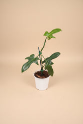 Horsehead Philodendron (Philodendron bipennifolium) features unique horsehead-shaped leaves and climbing growth. A striking tropical aroid for collectors.