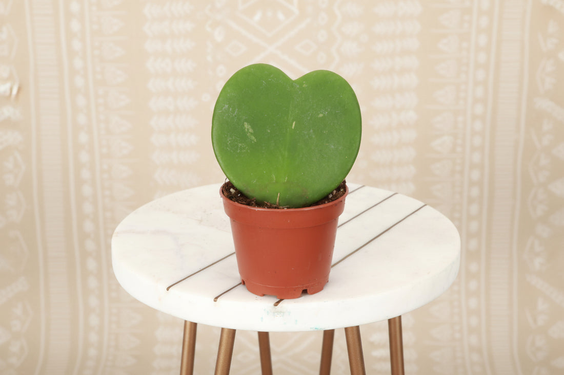 The Hoya Kerrii, or Sweetheart Plant, features adorable heart-shaped leaves perfect for gifting or home decor. This low-maintenance tropical vine thrives in bright, indirect light and may bloom fragrant flowers. Ideal for hanging baskets or shelves, it’s a charming, love-filled addition to any space!