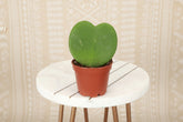 The Hoya Kerrii, or Sweetheart Plant, features adorable heart-shaped leaves perfect for gifting or home decor. This low-maintenance tropical vine thrives in bright, indirect light and may bloom fragrant flowers. Ideal for hanging baskets or shelves, it’s a charming, love-filled addition to any space!