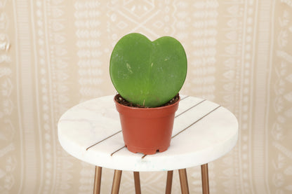 The Hoya Kerrii, or Sweetheart Plant, features adorable heart-shaped leaves perfect for gifting or home decor. This low-maintenance tropical vine thrives in bright, indirect light and may bloom fragrant flowers. Ideal for hanging baskets or shelves, it’s a charming, love-filled addition to any space!