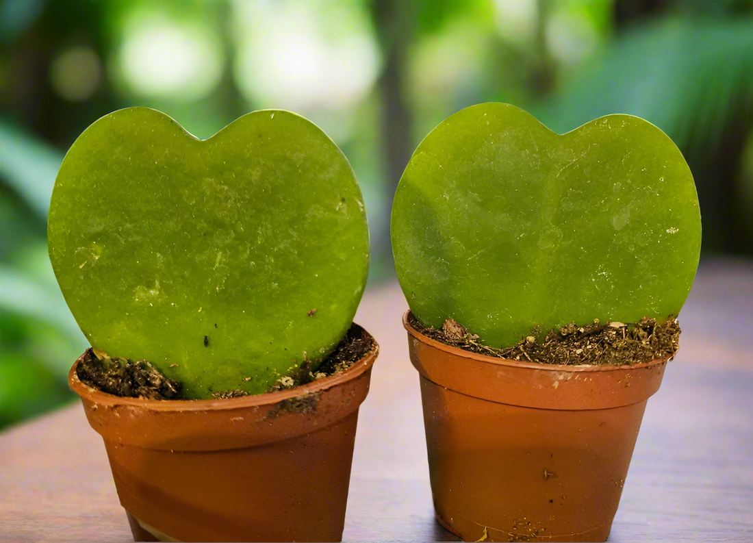The Hoya Kerrii, or Sweetheart Plant, features adorable heart-shaped leaves perfect for gifting or home decor. This low-maintenance tropical vine thrives in bright, indirect light and may bloom fragrant flowers. Ideal for hanging baskets or shelves, it’s a charming, love-filled addition to any space!